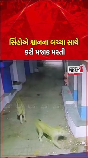 Amreli | સિંહોએ શ્વાનના બચ્ચા સાથે કરી મજાક મસ્તી | Gujarat First