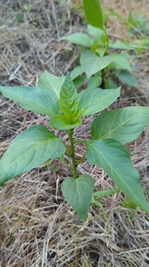 6.6K reactions · 142 comments | Experimentul: creșterea producției de...