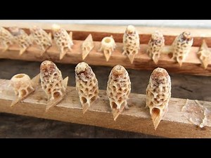 Queen rearing methods | Rarsing honey bee queens | Producing queen bees | Honey bees | Beekeeping