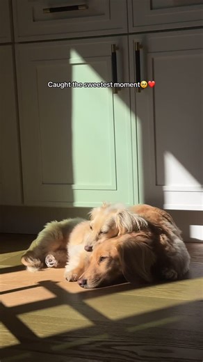 WINSTON THE WIENER | The end 😭😭😭 | Instagram