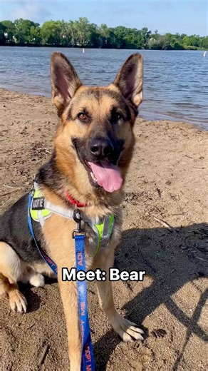 5.2K views · 97 reactions | Meet: Bear. Our big, goofy, and lovable...