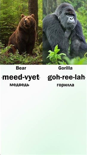 Names of Wild Animals in Russian language. #russianlanguagelessons