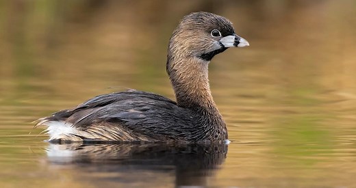 Pied-billed Grebe Identification, All About Birds, Cornell Lab of Ornithology