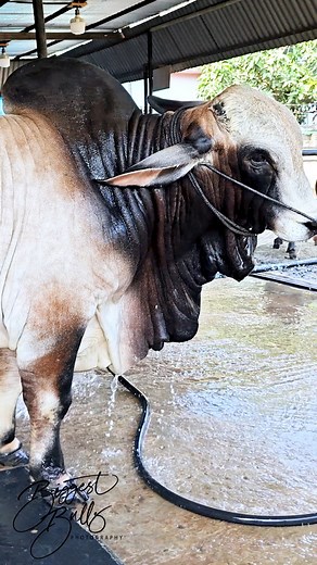 332K views · 3.3K reactions | An absolute unit of a bull from Taz Cattle Ranch | Biggest Bulls Photography | Facebook