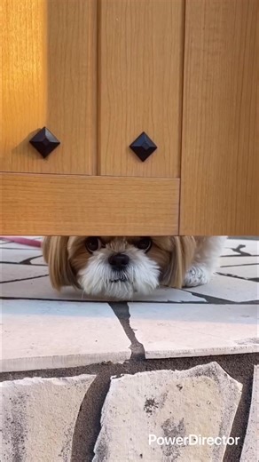 番犬中のななちゃん🐶