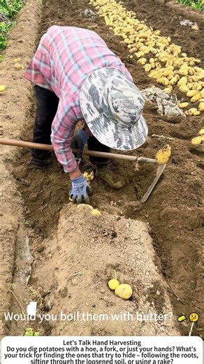 Digging Potatoes the Old Way – One Hoe, One Row at a Time 🥔🧑‍🌾