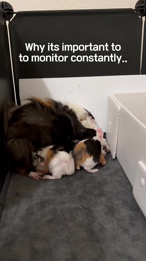 Understanding Risks in Baby Guinea Pigs' First Days
