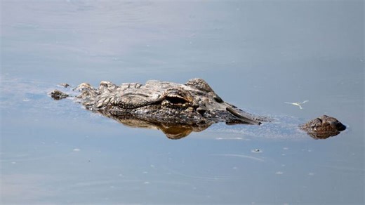 Researchers study Central Florida alligators to improve human health