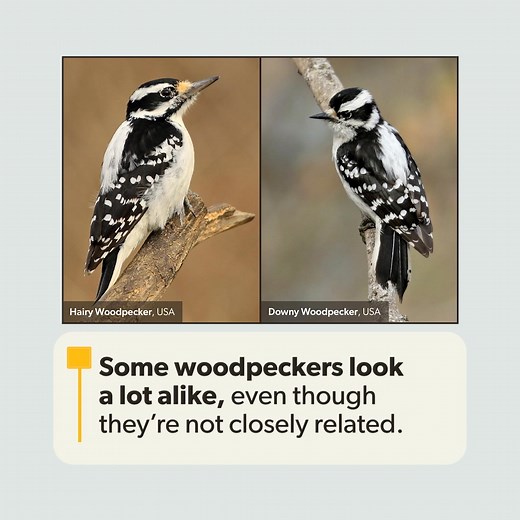 If you've ever confused a Downy Woodpecker with a Hairy Woodpecker, you're not alone! This look-alike phenomenon may be an example of "plumage mimicry"—where one species of bird evolves to match the plumage and colors of another. Research suggests that there could be a reason behind this adaptation. Watch our short clip below to learn more. To explore even more fascinating facts about woodpeckers, click the link below to preview our course, The Wonderful World of Woodpeckers, now on sale for a l