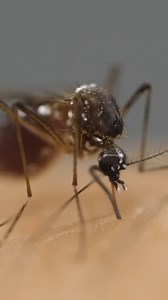 492K views · 6.3K reactions | Why Mosquitoes Bite Some People More Than Others | Veritasium | Facebook