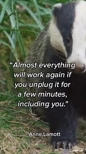 40K views · 542 reactions | A small reminder to make some time and unplug in nature this summer.  [Video description: Nature compilation showing clips of a badger in a woodland of bluebells and a camera pan of wildflowers meadows in the sun. Text overlaid reads ‘“Almost everything will work again if you unplug it for a few minutes, including you.” - Anne Lamott.’] | WWF UK | Facebook