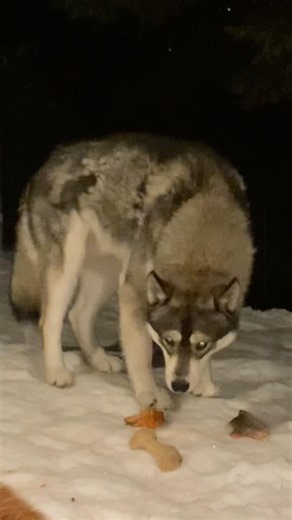 Angry Wolf in Alaska #subscribe #like #video #link #humor