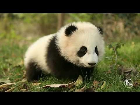 【パンダ可愛い】赤ちゃんパンダの可愛すぎる一日❤ A cute day in the baby panda