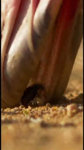 Ostrich Foraging Up Close | Nature Documentary