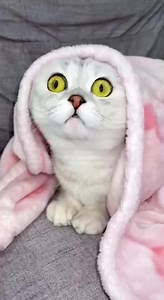 346K views · 7.4K reactions | Angry cat  #cat #angry | Sonya-Kisa. | Facebook