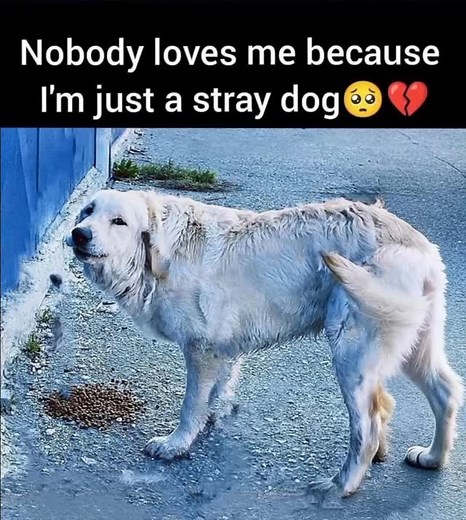 Learn the Secrets to Completely Potty Train Any Dog or Puppy Quickly and Easily in 7 Days or Less =>> Link in my BIO #usa #follow #viral #dogsofinstagram #rescuedogs #doglovers #adoptdontshop🐾 #uk #canada #instagramhub #cutedogs #love #wragglingtails | PawsPrairie Horsesanctuary