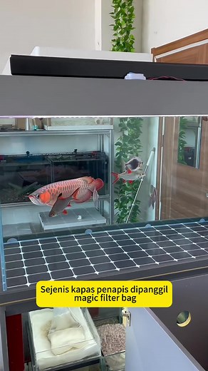 Magic Filter Bag 🔥 Plays an important role in the fish tank 👍 #magicfilterbag #aqaurium #aquatic #fishtank #tangkiikan #fibertank #filtermedia #8dfiltersponge #airstone #cottonprotein #bacteriahouse #arowana #goldfish #airpump