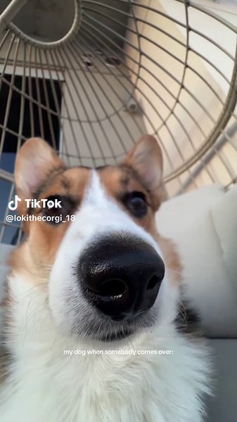 Corgi Puppy Playtime: Adorable Moments to Enjoy