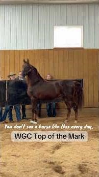 You don’t see a horse like this every day. WGC TOP OF THE MARK.