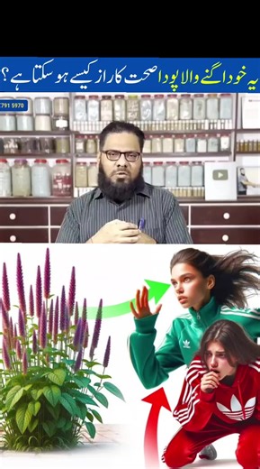 Chirchita Puthkanda Ke Fayde Istemal Prickly Chaff Flower Benefits #chirchita #puthkanda #prickly #pricklypear #chaff