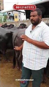 ఆంధ్ర లో తగ్గిన గేదెల ధరలు? #calfs #lifeisbutadream #cow #andhrafarmers #agriculture #farming