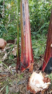 abaca farming | Judie Zafe