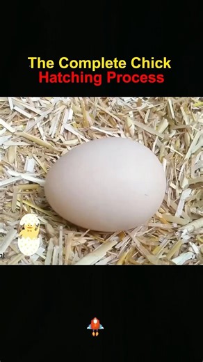 The complete chick hatching process #knowledge #science