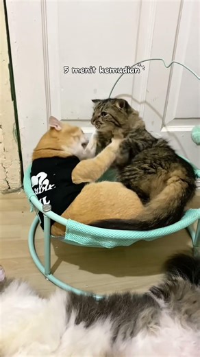 Akur cuma 5 menit🤏🏻 #viral #viralvideo #shortvideo #shortsfeed #shortsvideo #shorts #short #fyp