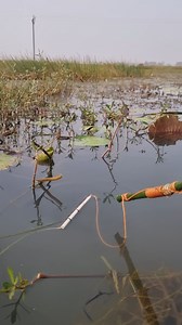 Amazing float fishing video #fish #fishing #viral #reels #float_fishing | Fisherman Animal Lover-Original