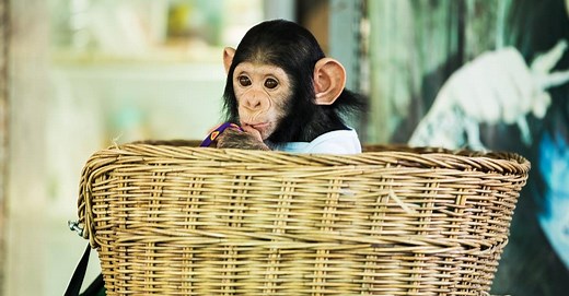 Baby Chimpanzee: 5 Incredible Facts and 5 Adorable Pictures