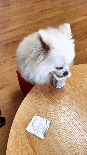 #😂 #cute #dog #smartdog #puppydog #funnypet #funnydog #pet