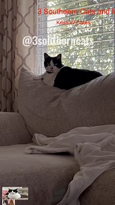 7.9K views · 269 reactions | Don’t do it Tigger_R_R#3southern #reels #tiktok #loves #viral | Jasmine And Dapper | Facebook