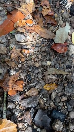 17K views · 405 reactions | #megalodon #fossil #fossils #creek #explore #exploring #paleontology #dinosaur. | The Golden Hour | Facebook