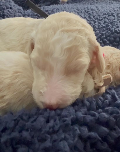 Knox has a lot to say about this picture taking business. | Dreamland Standard Poodles, LLC