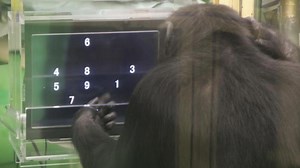 Chimpanzees ace computer skills when more humans watch, study stuns
