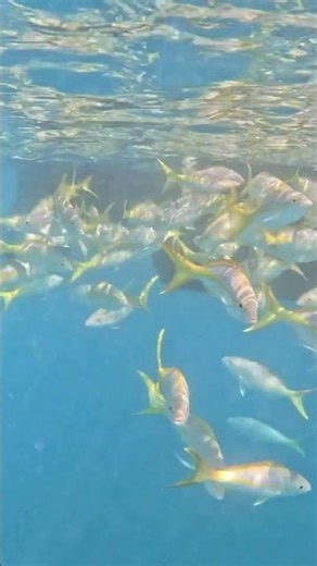 A Great Reef - Snorkeling Key West