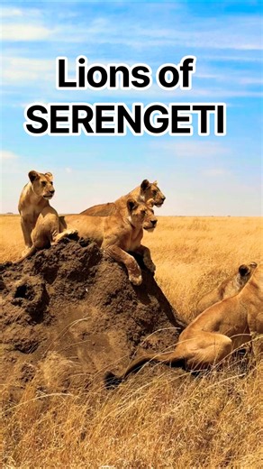 Serengeti national park | Safari in Serengeti | Serengeti safari trip
