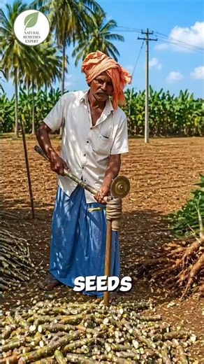 This Crop Grows Without Seeds! 😱 Farmers Use This Clever Trick
