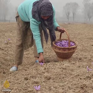 Lack of rain puts Kashmir’s homegrown ‘red gold’ treasure in danger. | Al Jazeera English
