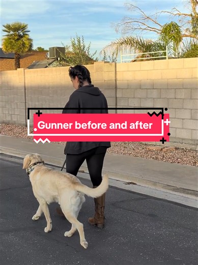 Gunner is your typical over excited, over stimulated and just a happy dog! But with that usually comes an array of issues. Like pulling on the leash, barking at other dogs, jumping on everybody and just overall naughtiness. Gunner is a fantastic dog, and he trained up super easy. #dogtraining #workingdogs #germanshepherd #labsoftiktok #labsofinstagram
