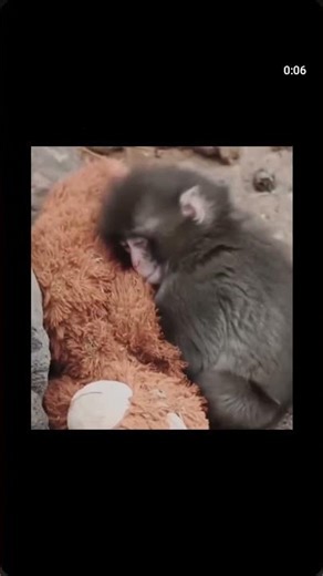 #emoção #punch #macaco #animais #viral