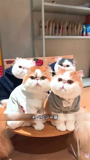 猫の飼い方と魅力：運を呼ぶ猫たち
