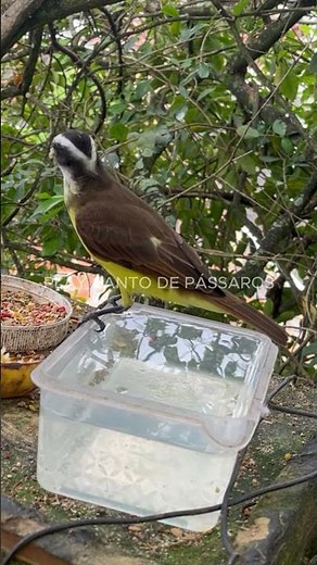 Bem te vi Chico Cantando no Comedouro: Encanto da Ave Brasileira em Ambiente Natural