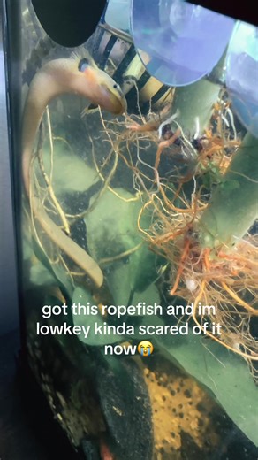 Ropefish Care Tips for Beginners