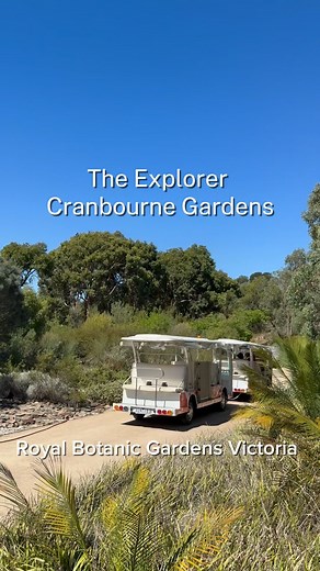 Hop on and explore! 🚌✨ Discover the wonders of Royal Botanic Gardens Cranbourne from our open-air Explorer Bus. From the Red Sand Garden, journey through the themed display gardens ending with the Eucalypt Walk—all showcasing unique Australian plants. Book your seat now via link in bio. #royalbotanicgardensvic #visitvictoria #melbourne #australianplants #explorenature | Royal Botanic Gardens Victoria