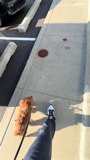 Effective Leash Training for Your Puppy Milo