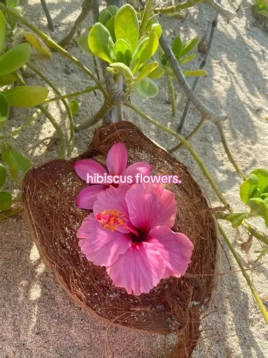 Hibiscus Flowers: A Guide to Summer Beauty
