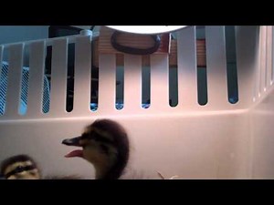 What happens when I leave my ducklings for 3 minutes