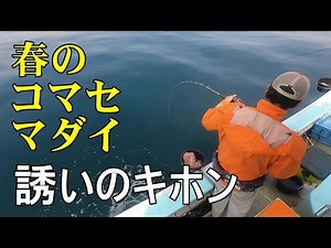 【春のコマセマダイ】この時期の誘い方のキホン 2023/3 Inviting spring bream to bite.