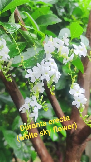 Duranta Erecta (White Sky Flower) #flowers #plants #garden #whiteflower #beautiful
